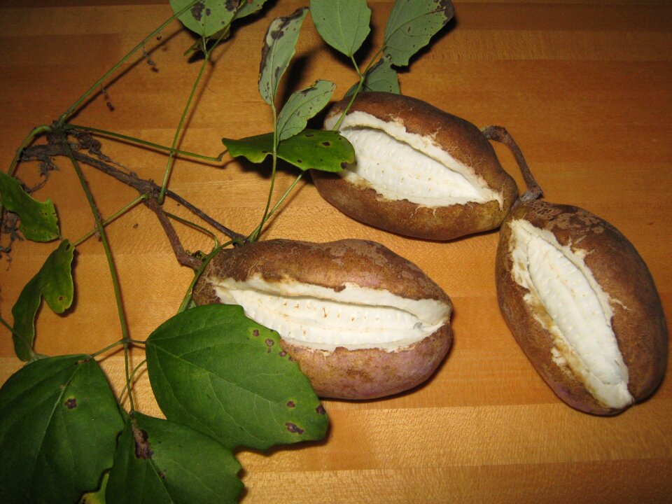 Fruit akebia quinata akebiae caulis