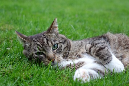 Domestic cat lying meadow