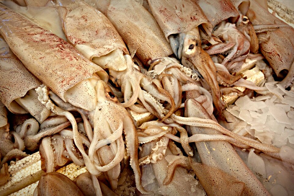 Octopoda octopus seafood
