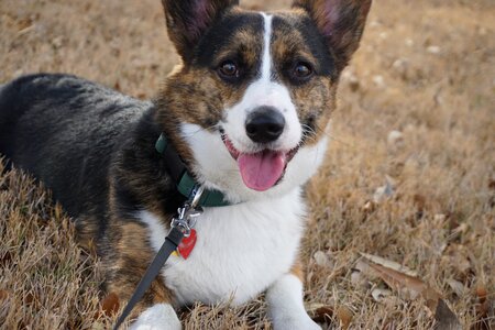 Corgi dog animal photo