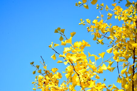 K wood autumn