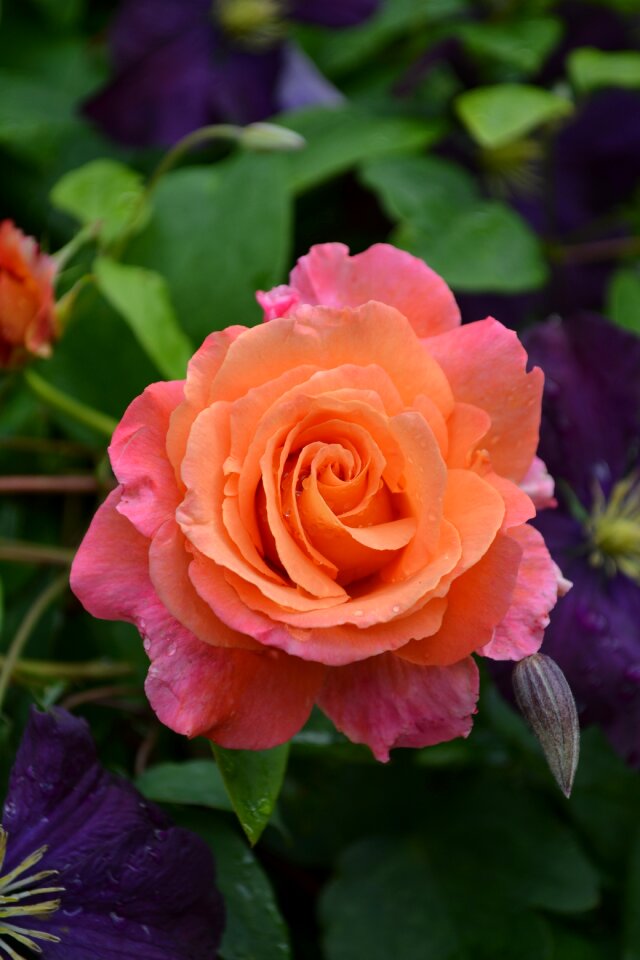 Floral nature blossom