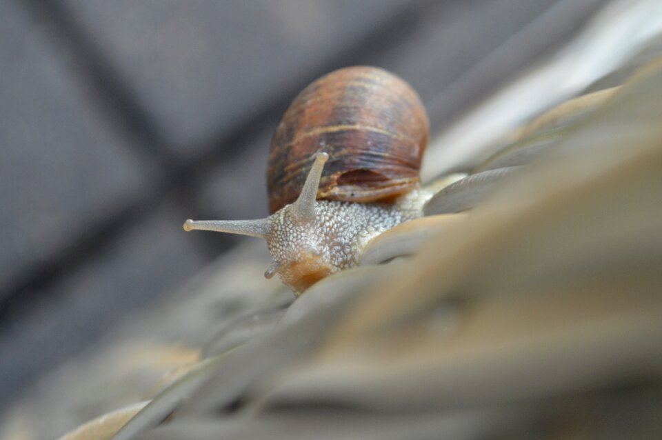 Nature animal shell