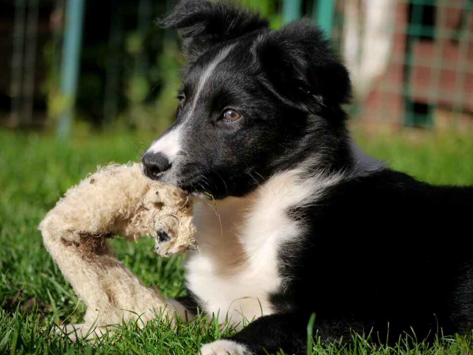 Border collie puppy dog