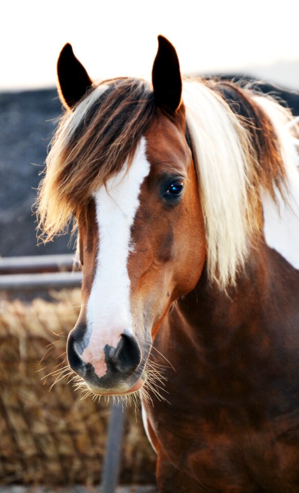 Animal nature ranch
