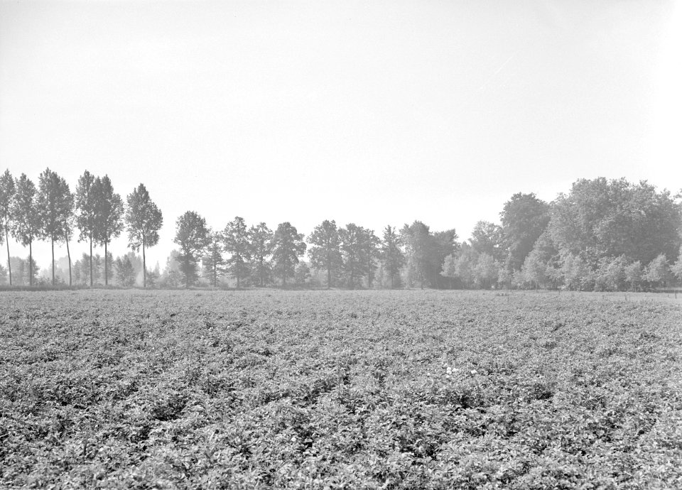 Recreatieterreinen, vliegvelden e.d., sportvelden, verbouw aardappelen, herman b, Bestanddeelnr 163-0485