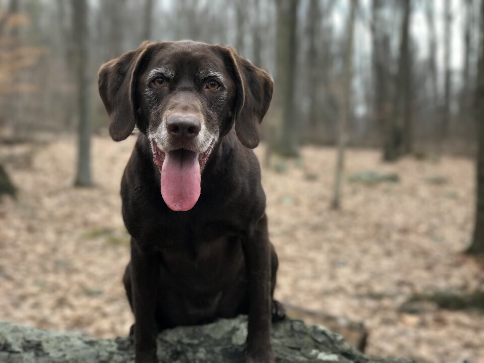 Labrador dog retriever