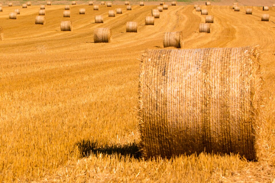 Harvested stubble harvest