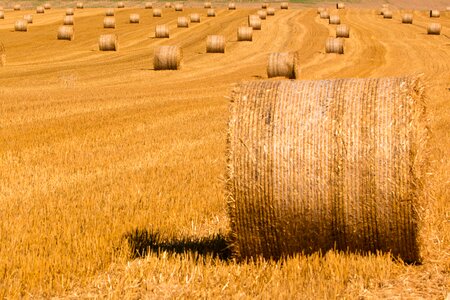 Harvested stubble harvest