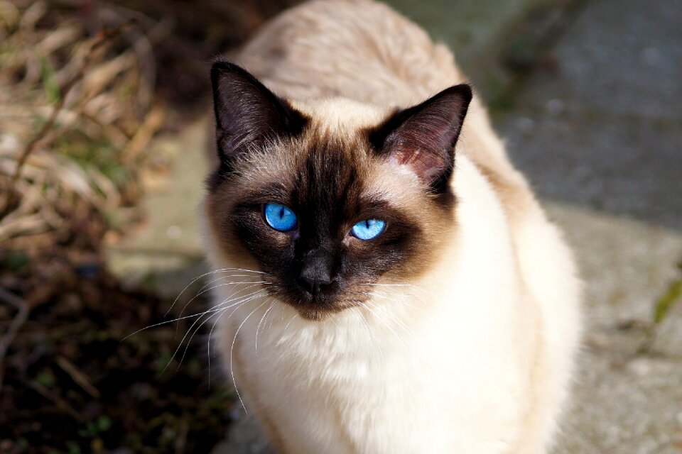 Kitten breed cat siamese