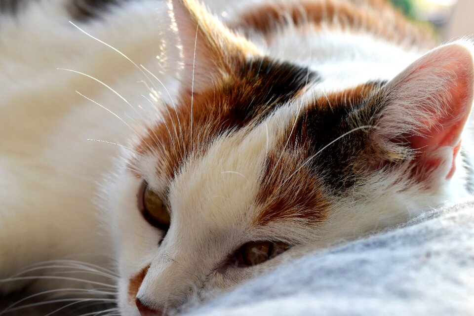Pet cat's eyes sleep