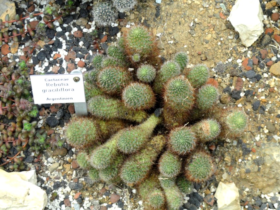 Rebutia graciliflora - Botanischer Garten Freiburg - DSC06334