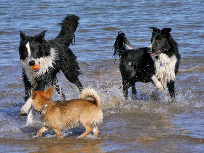 Pomchi water wet photo