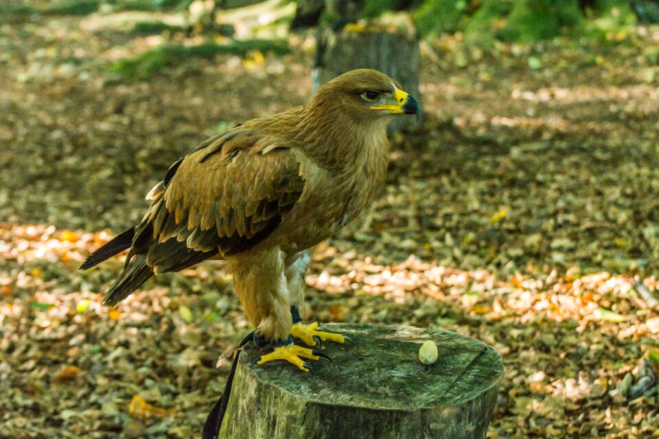 Animal birds feathers
