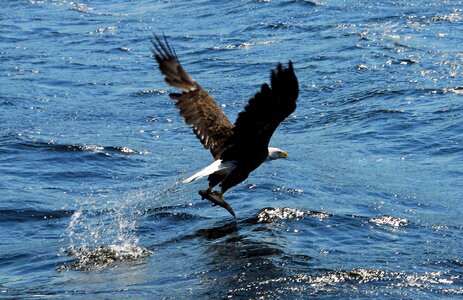Animal wildlife nature