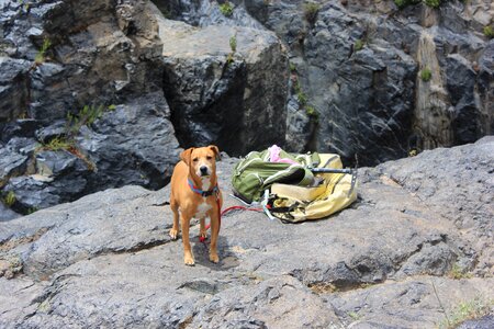 Ensenada the jump pet
