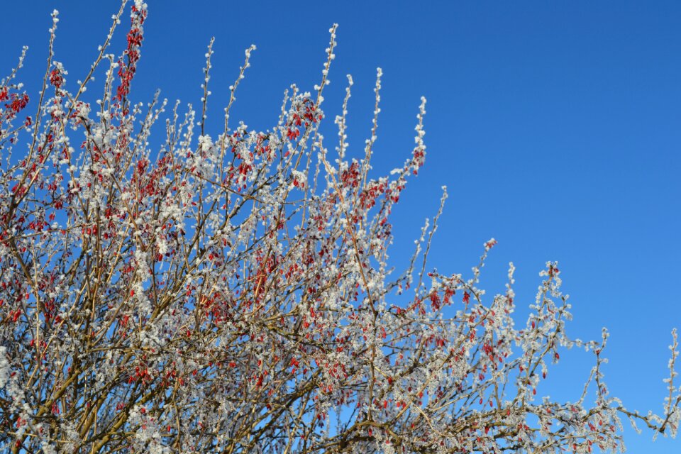 Trees winter sky