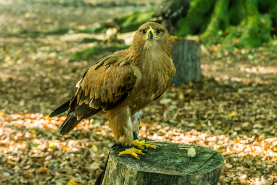 Animal birds feathers