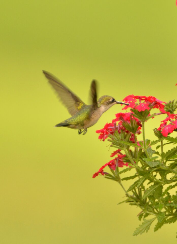Hummingbird bird fly flower