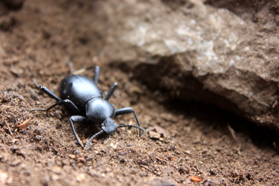 Small arthropod lepidopteran