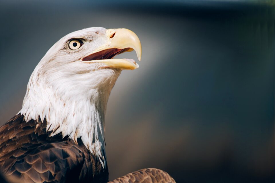 Raptor white tailed eagle zoo photo