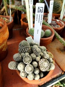 Rebutia langeri - Lyman Plant House, Smith College - DSC04325