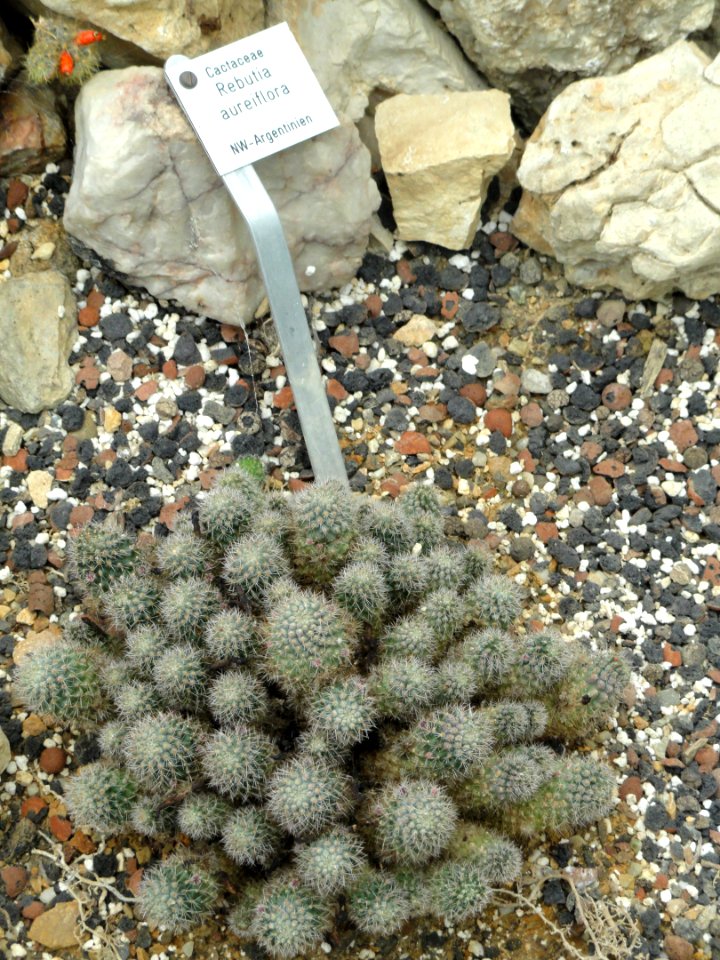 Rebutia aureiflora - Botanischer Garten Freiburg - DSC06335