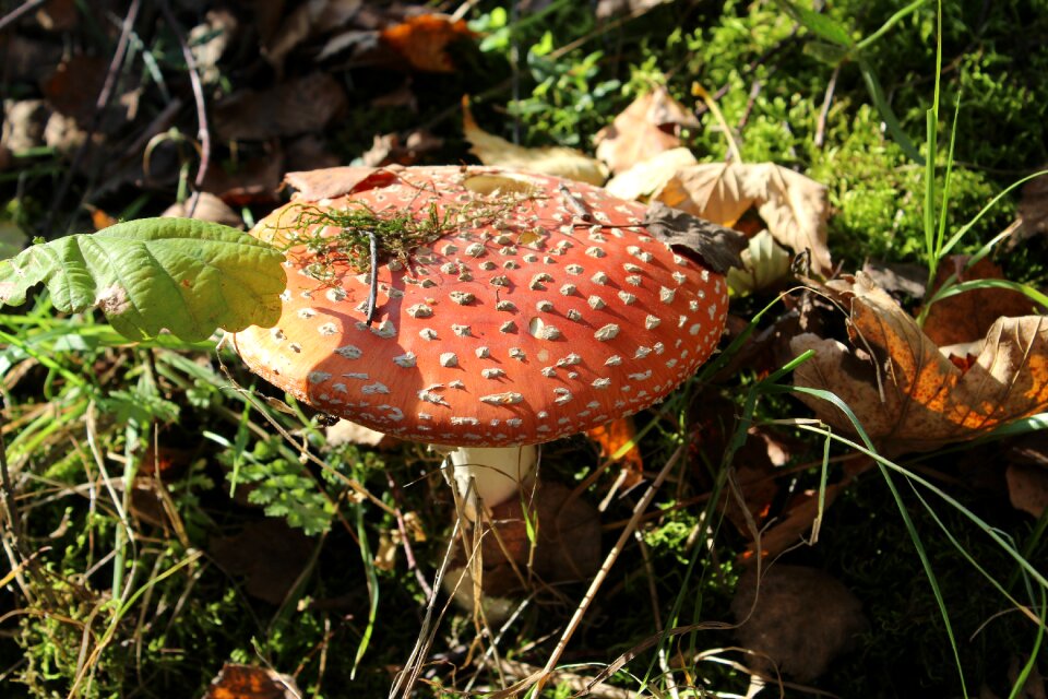 Forest nature mushrooms