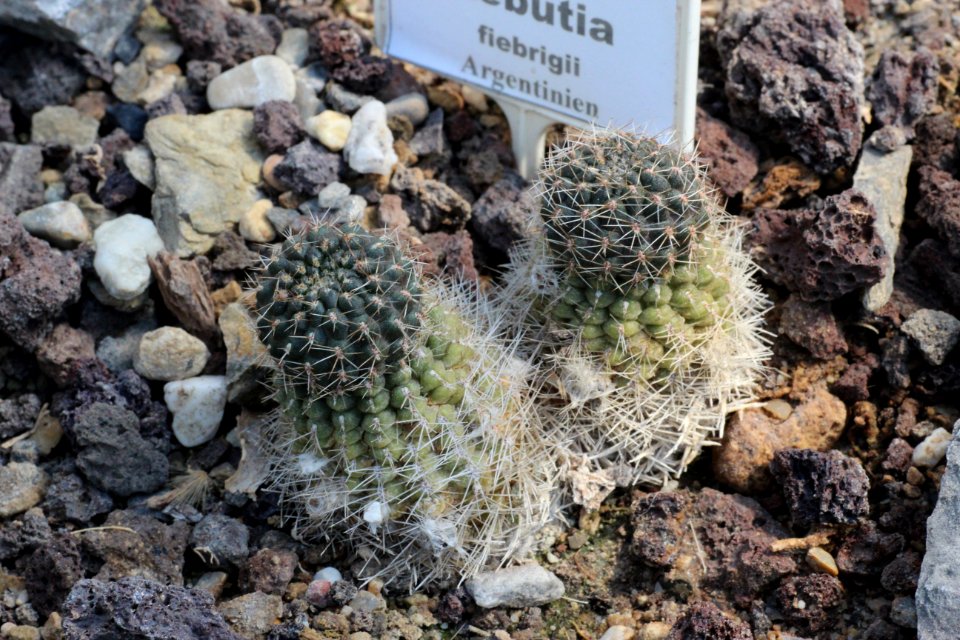 Rebutia fiebrigii