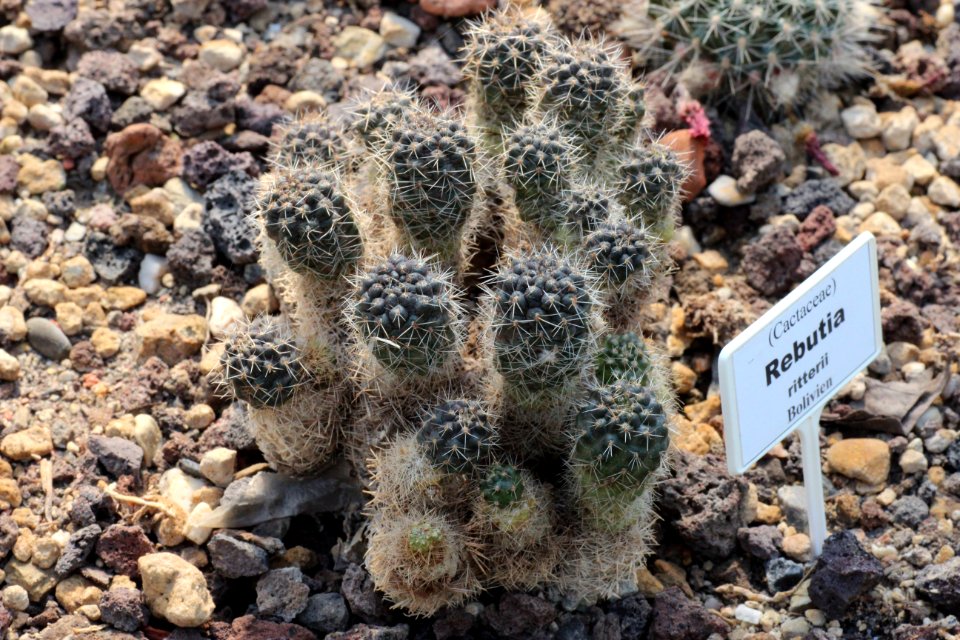 Rebutia ritteri