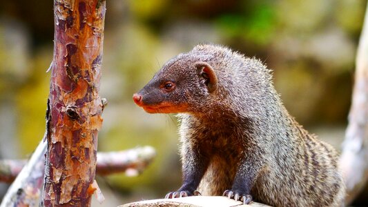 Active wild animal predator