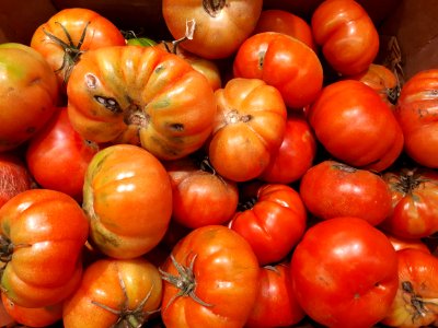 Rebellion tomatoes 2017 A2