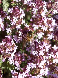 Thyme thyme honey pollen