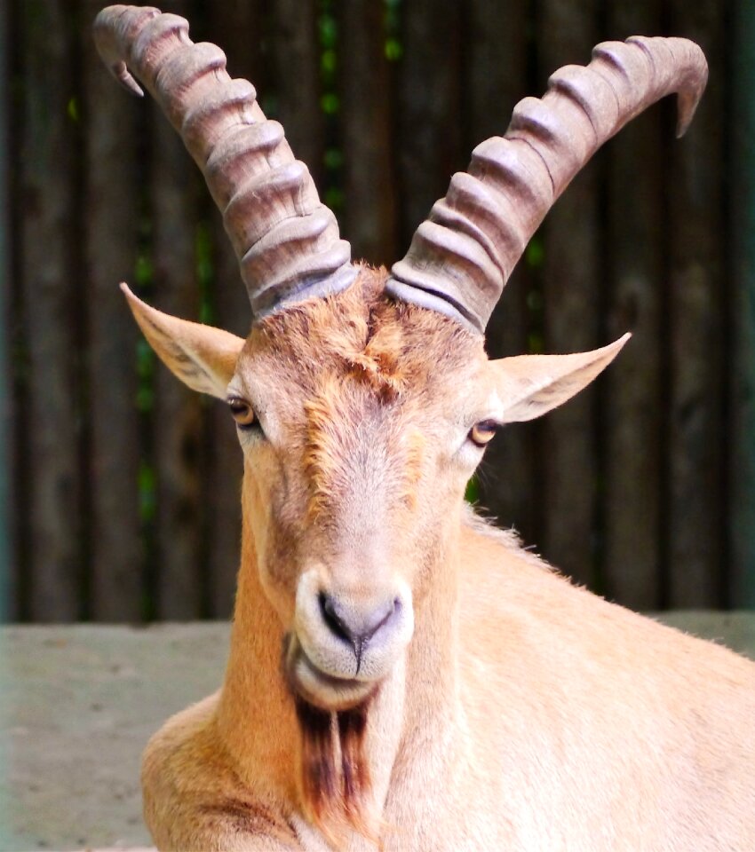 Alpine climb alpine ibex