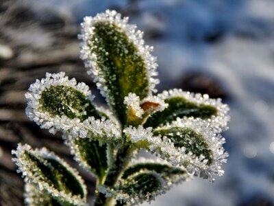 Plant macro frost photo