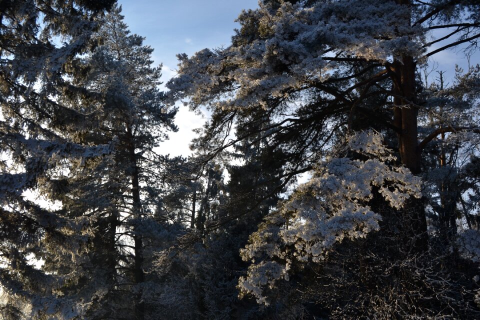 Trees winter sky