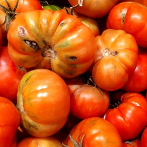 Rebellion tomatoes 2017 A4