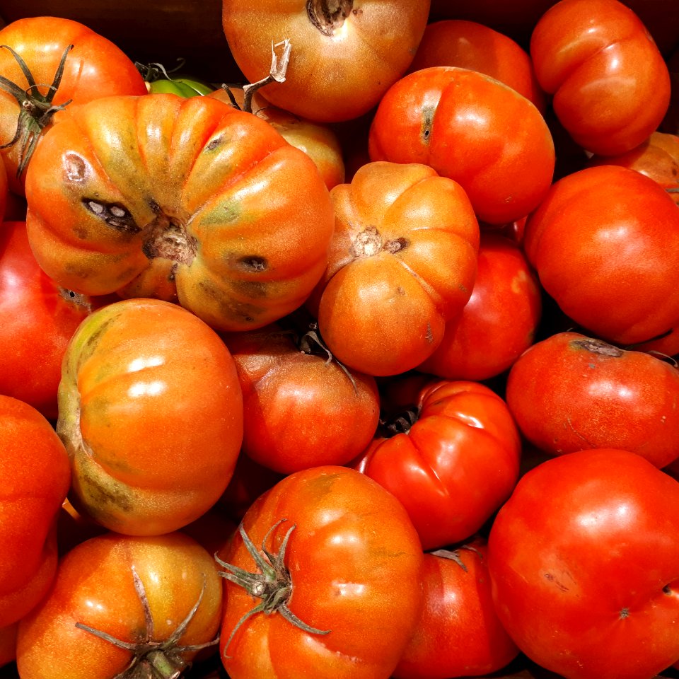 Rebellion tomatoes 2017 A3