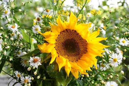 Petals flower garden bloom