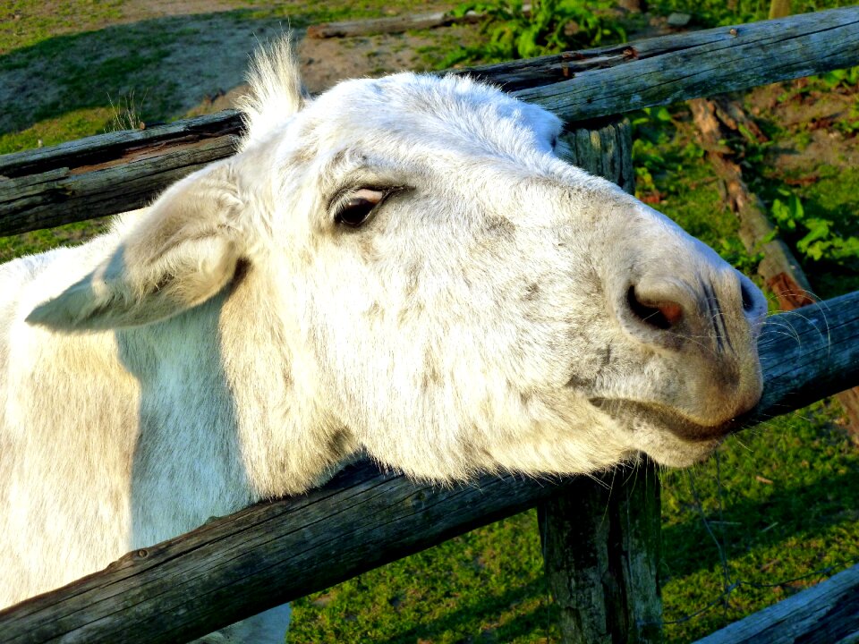 Mammal fur donkey head