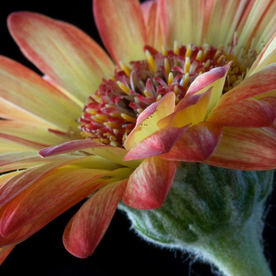 Plant summer floral design