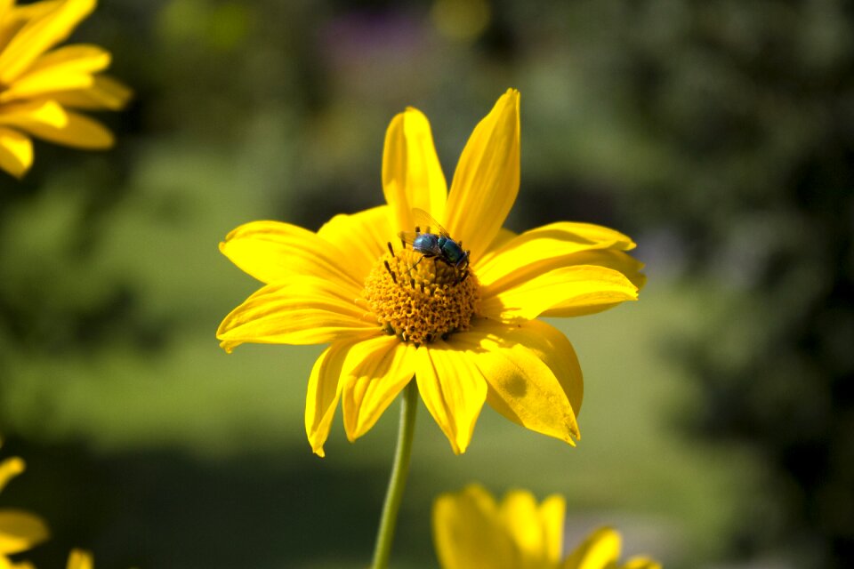 Insect bee greenfly