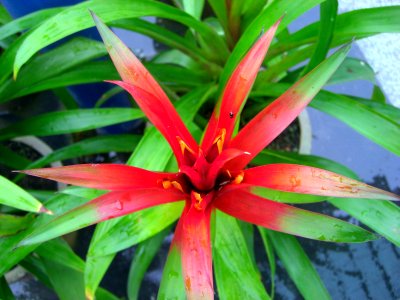 Red center of plant Da Lat