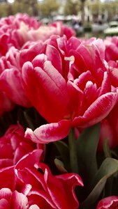 Plant tulip red photo