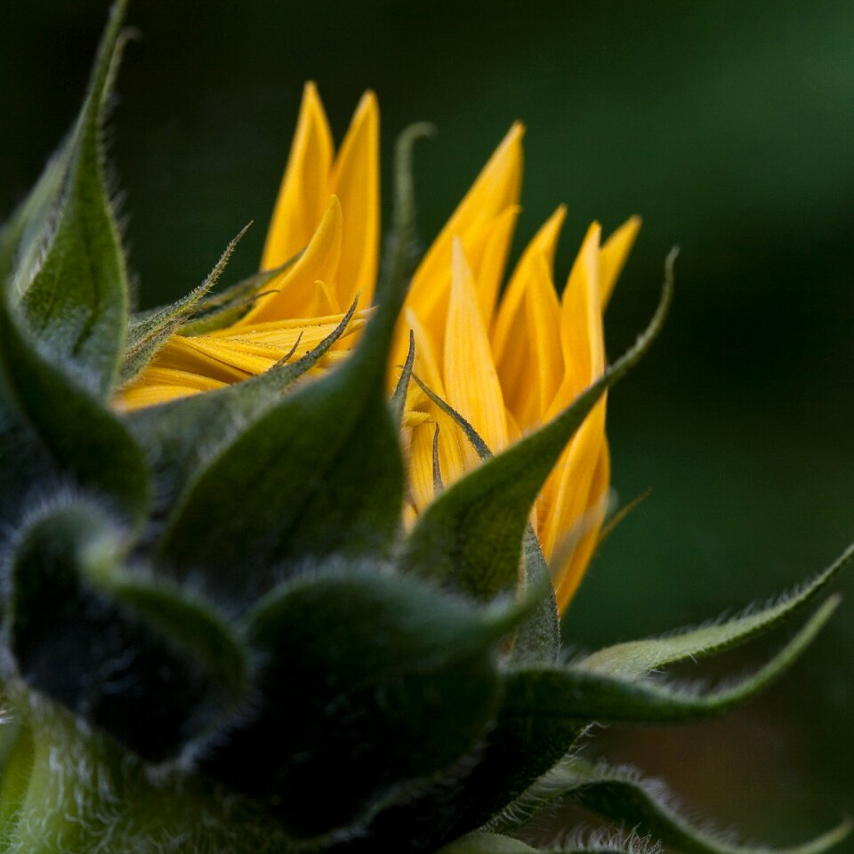 Yellow bloom sunny