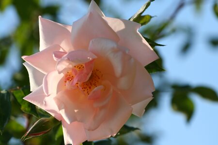 Pastel pink flower rosebuds flower bud