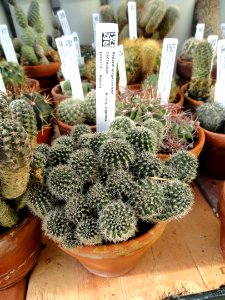 Rebutia spegazziniana - Lyman Plant House, Smith College - DSC04335