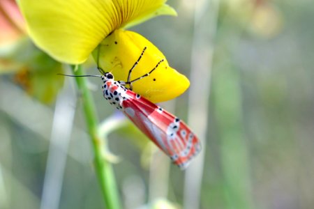 Red Butterfly (248762631)