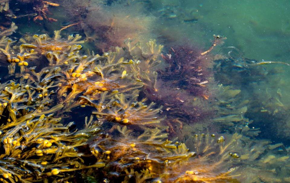 Red hornweed on bladder wrack in Sämstad 2