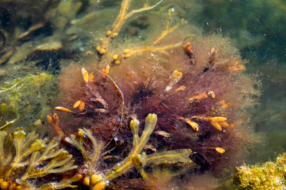 Red hornweed on bladder wrack in Sämstad 1